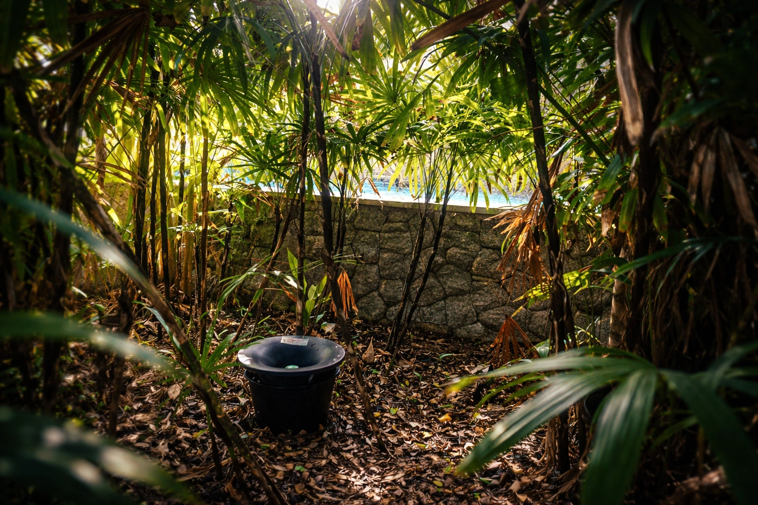 Jungle path leading to pool